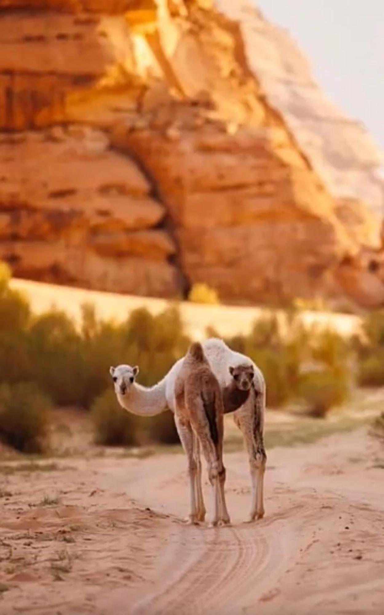 Bedouin Future Camp Hotell Wadi Rum Eksteriør bilde